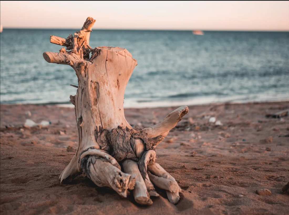 What to do with Driftwood