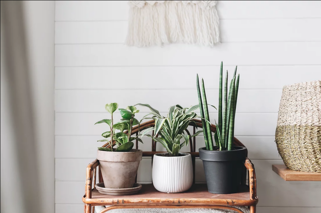 Best House Plants for Beginners