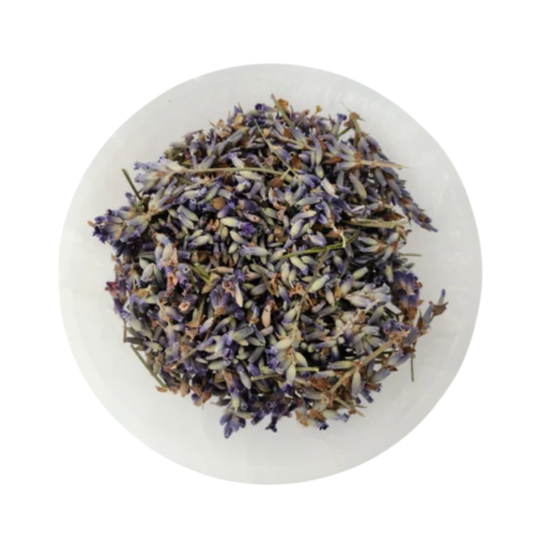 Lavender | Lavandula spp.