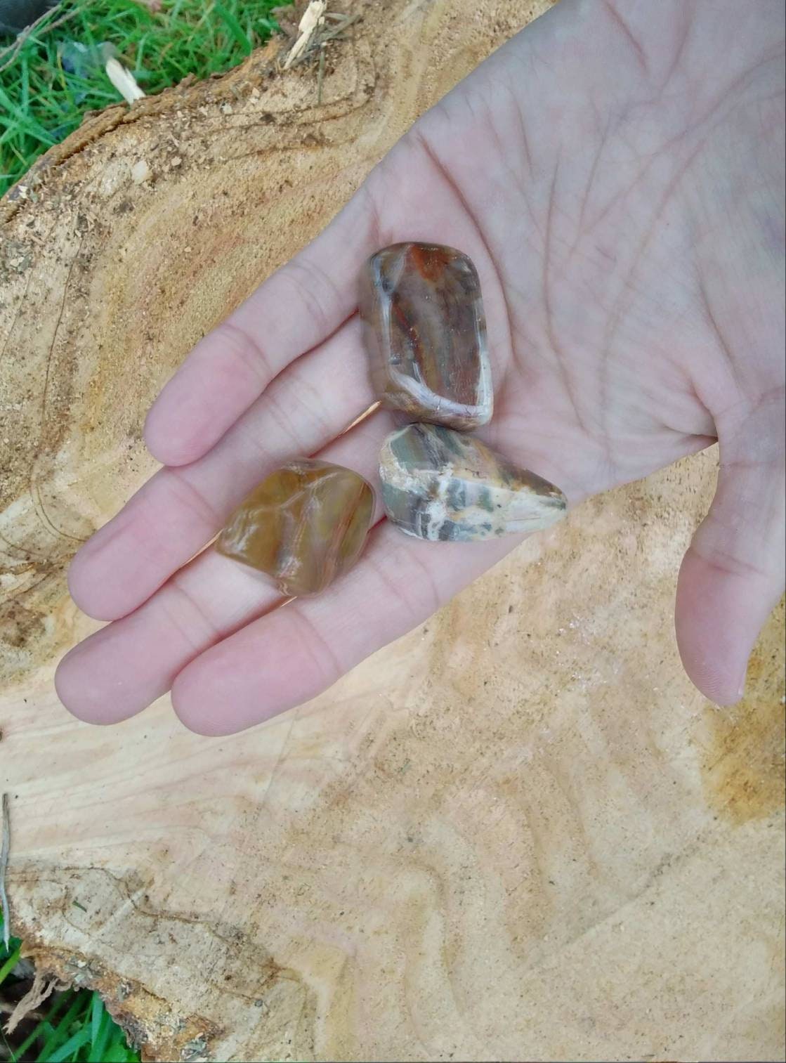 Petrified Wood South African Tumbled (30 - 40 mm)