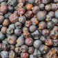 Juniper Berries | Juniperus communis